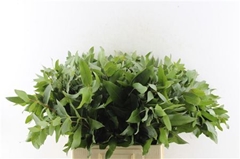 Euca Robusta 55 Cm Ptk 55cm