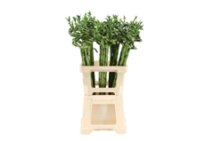 Lucky Bamboo Stem Spiral 70cm