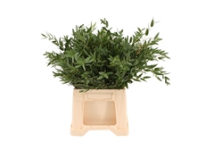Eucalyptus Blad Bunch 50cm 150gram
