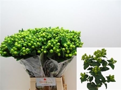 Hyp I Mag Green Powe 70cm