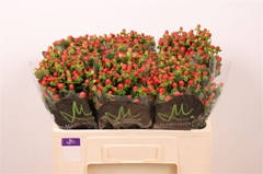 Hyp Tomato Flair 50cm
