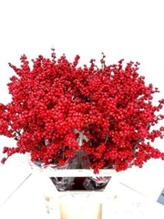 Ilex Mag Supreme Red 90cm