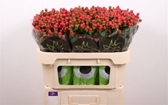 Hyp Tomato Flair 70cm