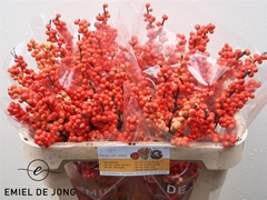 Ilex Oudijks Orange 70cm