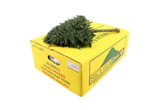 Leatherleaf 35cm
