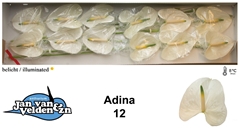Anth A Adina 60cm 13cm Ø