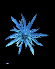 Eryngium Metallic Blue