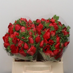 Anem Co Mis + Red 35cm