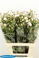 Anem Ov 70cm