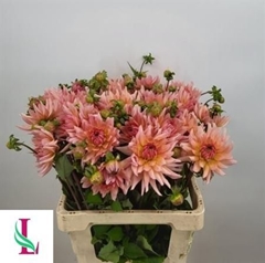 Dahl Henriette 60cm