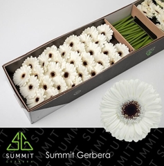 Germini Lido 45cm 7cm Ø