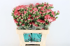 Di Tr Rood 60cm 23