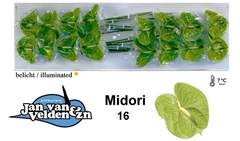 Anth A Midori 55cm 11cm Ø