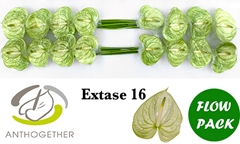 Anth A Extase 11cm Ø