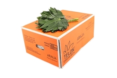 Fatsia Japonica Bs 30cm