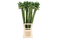 Lucky Bamboo Stem Spiral 100cm