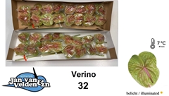 Anth A Verino 55cm 11cm Ø