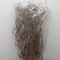 Coryl Av Contorta 120cm