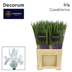 Iris Casablanca 60cm 38gram