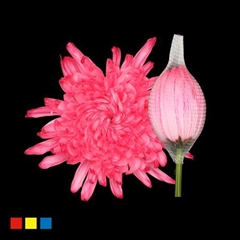 Chr G Stravina Hotpink