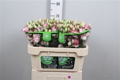 Eus G Excal Hot Lips 70cm