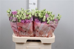 Eust G Celeb Grape 70cm