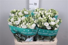 Eust G Rosita White 70cm