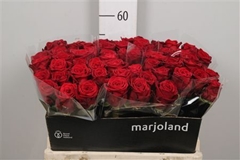 R Gr Red Naomi! 55cm