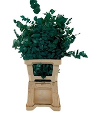 Eucalyp Klb Bs H% 70cm