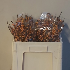 Ilex Golden Verboom 45cm