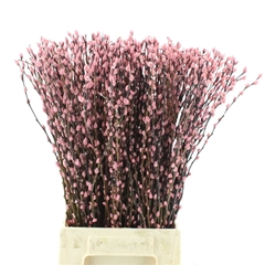 Salix Sn Fla Klb H% 60cm