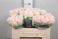 R Gr Revival Sweet 50cm