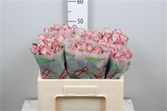 R Gr Memory Lane! 50cm