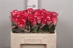 R Gr Nicoletta 50cm
