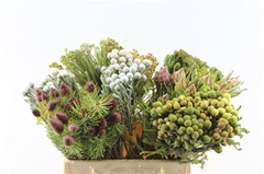 Kaaps Groen 40cm