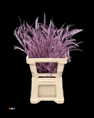 Grevillea Ivanhoe Metallic Cerise