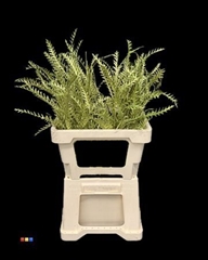 Grevillea Ivanhoe Metallic Olive