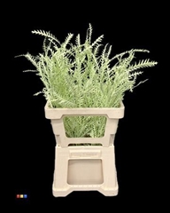 Grevillea Ivanhoe Mint