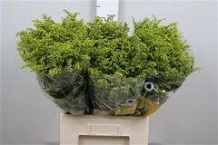 Soli Carzan Glory 70cm 50gram