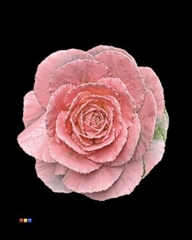 Brassica Pink