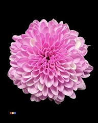 Chr S Cash Pastel Cerise