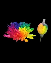 Chr G Antonov Rainbow