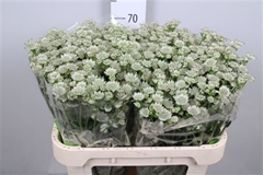 Astr Million Stars 70cm 33