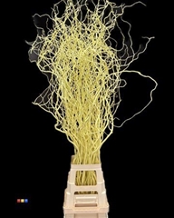 Salix 130cm Light Yellow