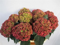 Hydr M Roy Anasta Cl 80cm 19cm Ø