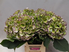 Hydr M Verena Bl Cl 60cm 22cm Ø