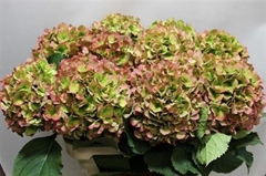 Hydr Verena Classic 80cm 21cm Ø