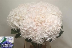 Hydr Sw Verena Champagne 70cm 22cm Ø