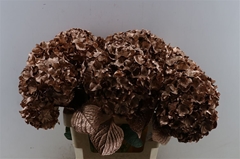 Hydra Ov Colortreated 80cm 22cm Ø