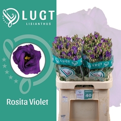 Eus G Rosita Violet